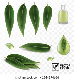 3D Realistic vector set of elements, eucalyptus leaves and dew drops or oil