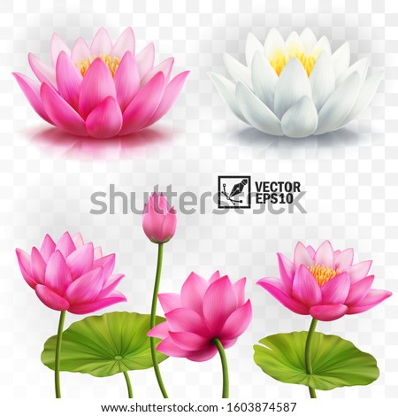 3d realistic vector set of white and pink lotus flowers, stems and leaves for advertising and invitations