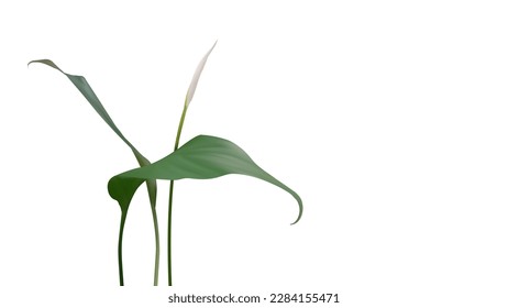 3d realistic vector tropical plant spathiphyllum with green leafs and flower bud isolated on white background. Vector illustration for botanic, organic, nature, floral design product. 