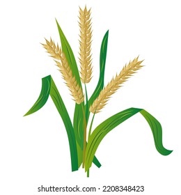 3D Realistic Wheat Plant Drawing and Vector Illustration