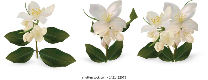 3d realistic white jasmine flowers on white background. Set jasmine flowers.Isolated jasmine flowers. Jasmine close up. Vector illustrator.