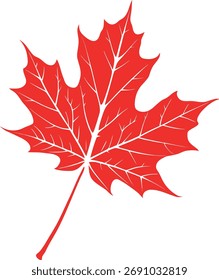 3d a red maple leaf on with white background eps