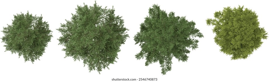 Representación 3d de Abies, árbol de cedro sobre fondo transparente desde la vista superior