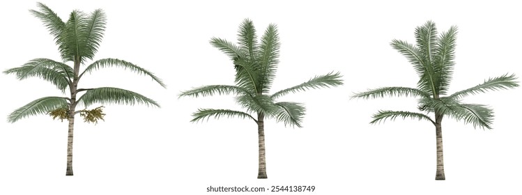 3d rendering of Acanthophoenix crinita plants on transparent background