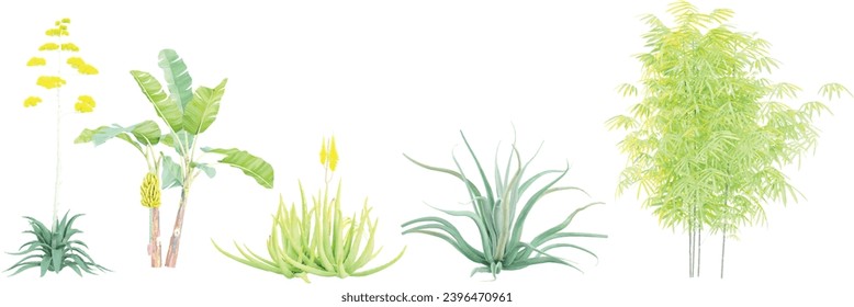 3d rendering of Agave americana,Aloevera,Agave vilmoriniana,Phyllostachys aurea,Musa acuminata trees on transparent background