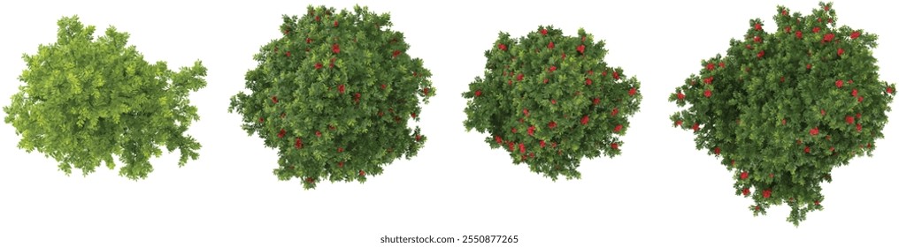 3d rendering of Albizia trees on transparent background from top view