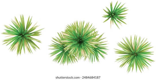 3d rendering of Aloe yucca trees on transparent background from top view