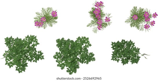 3d rendering of anemone hupehensis flower plants,Cimicifugeae plants on transparent background from top view