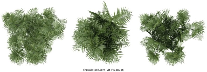 3d rendering of Areca palm  plants on transparent background from top view
