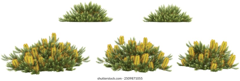 Representación 3D de plantas de Banksia sobre fondo transparente