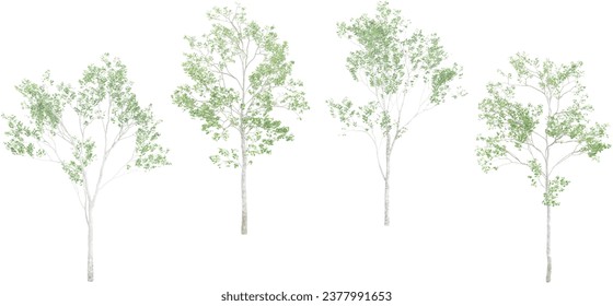 3d rendering of Birch trees with transparent background