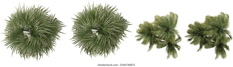 3d rendering of broadleaf arbor palm, coconut plants on transparent background from top view