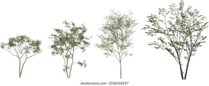 3d rendering of Bucida buceras plants on transparent background