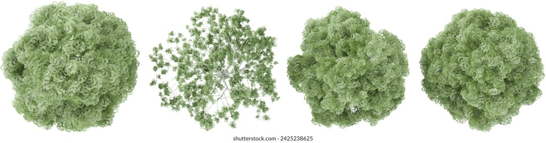 3d rendering of Bucida buceras,Silver birch trees from top view