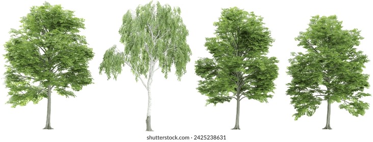 3d rendering of Bucida buceras,Silver birch trees