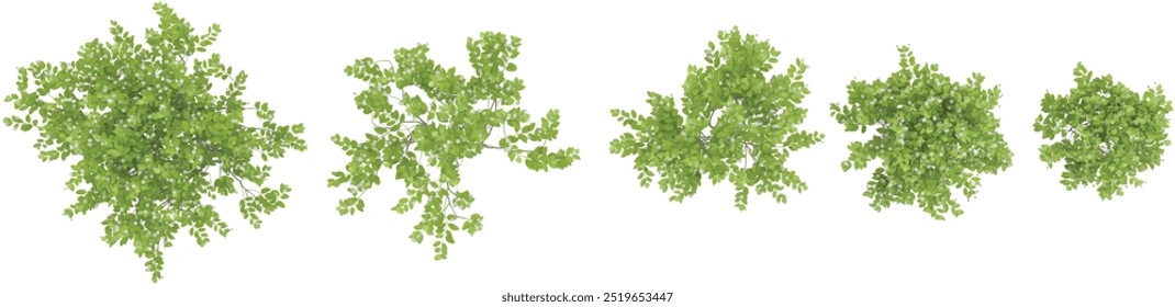 3d rendering Buttonbush trees on transparent background from top view
