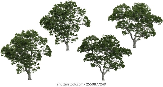 Renderização 3d de árvores Castanea sobre fundo transparente