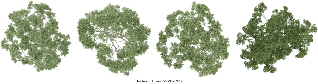 3d rendering of Cinnamomum,Eucalyptu plants on transparent background from top view