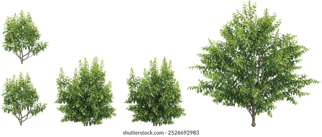 3d rendering of Closeup Bullet Wood trees on transparent background