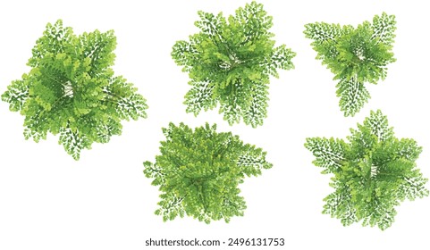 3d rendering of Clustering fishtail palm trees on transparent background from top view