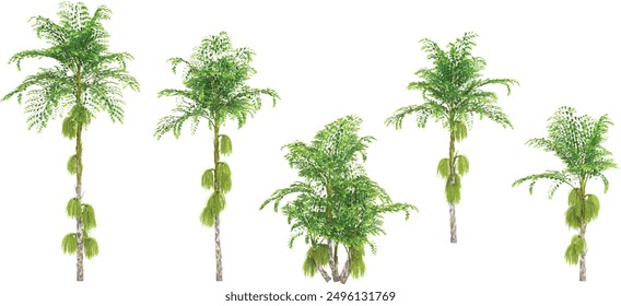 3d rendering of Clustering fishtail palm trees on transparent background