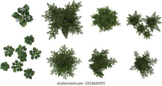 3d rendering of Corallodiscus,Davallia plant plants on transparent background from top view