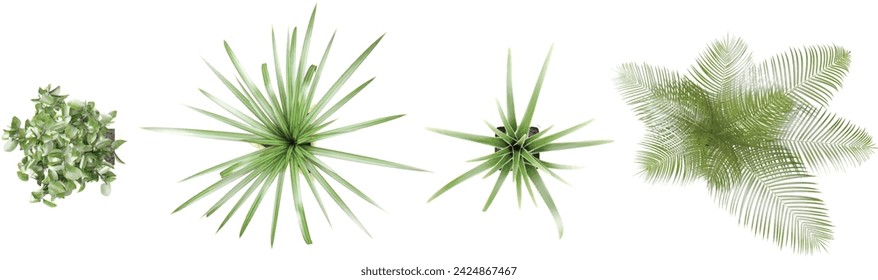 3d rendering of CPuya coerulea,Agave americana,plam Leaf and young  trees from top view