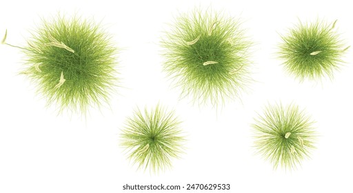 3d rendering of deer grass on transparent background, 3D rendering from the top view