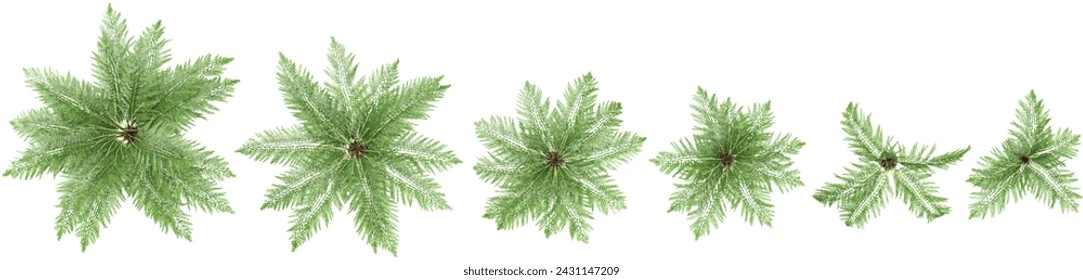 3d rendering of Dicksonia antarctica trees on transparent background from top view