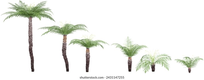 3d rendering of Dicksonia antarctica trees on transparent background