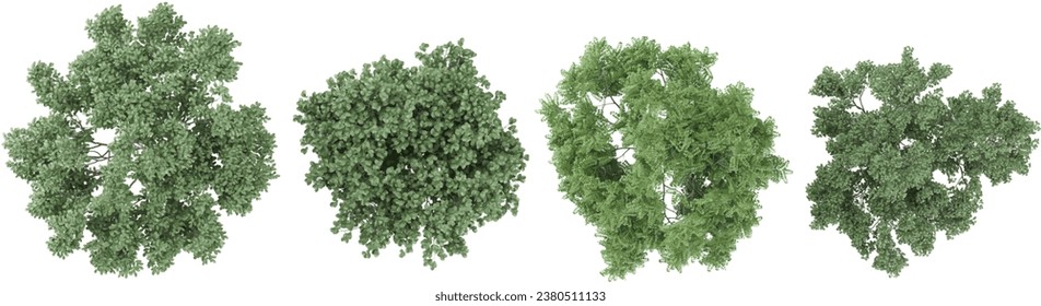 3d representación de Dogwood, Maackia amurensis árboles desde la vista superior sobre fondo transparente