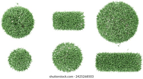 3d rendering of Dwarf orange jessamine trees on transparent background,top view