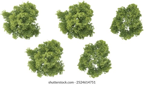 3d rendering of Elm Tree on transparent background from top view