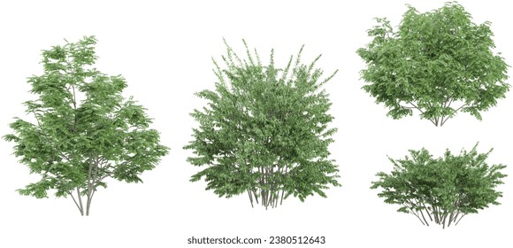 3D rendering of Elm,Acacia,Locusts trees on transparent background, for illustration, digital composition, and architecture visualization