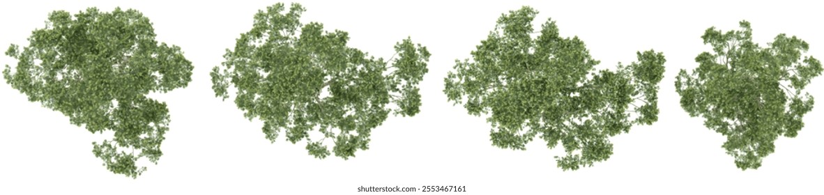 3d rendering of Eucalyptu plants on transparent background from top view