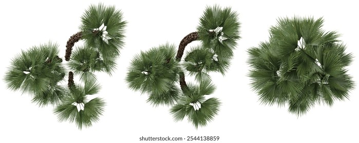 3d rendering of European fan palm on transparent background from top view