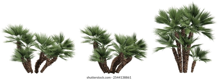 3d rendering of European fan palm on transparent background