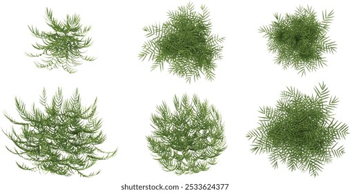 3d rendering of fern plants on transparent background from top view