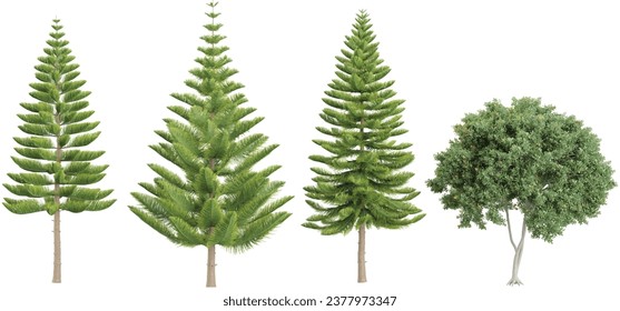 3d rendering of Fir,Acacia trees on transparent background
