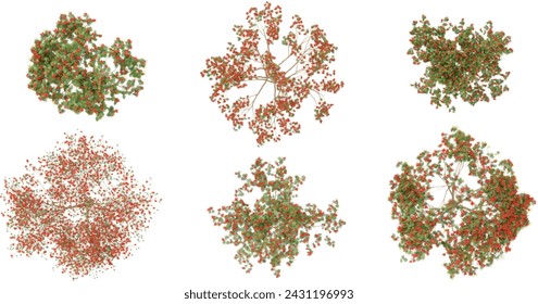 3d rendering of Flamboyant,Royal Poinciana trees on transparent background from top view