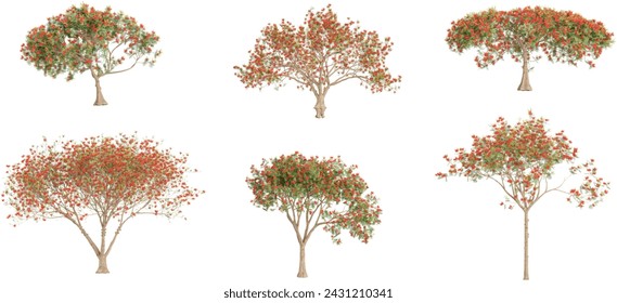 3d rendering of Flamboyant,Royal Poinciana trees on transparent background