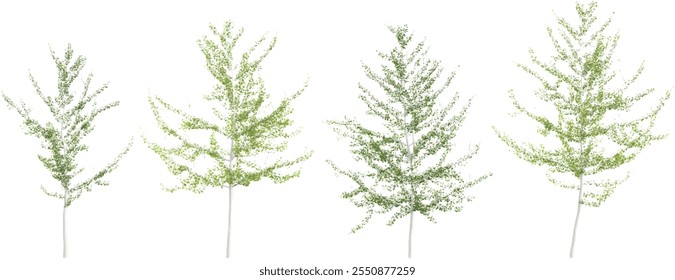 3d rendering of Ginkgo plants on transparent background