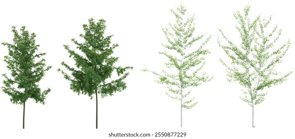 3d rendering of Ginkgo,Gleditsia plants on transparent background