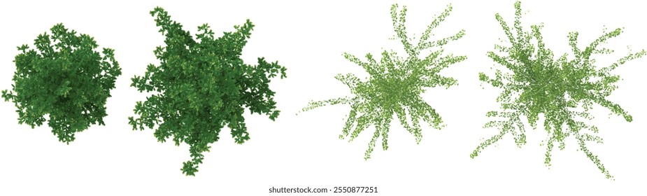 3d rendering of Ginkgo,Gleditsia plants on transparent background from top view