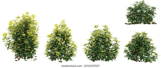 3d rendering of Goldfingers trees on transparent background