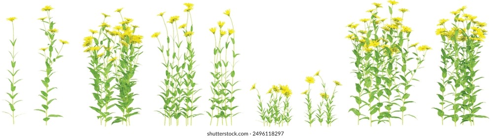 3d rendering of Helianthus plants on transparent background