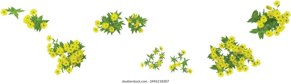 3d rendering of Helianthus plants on transparent background from top view