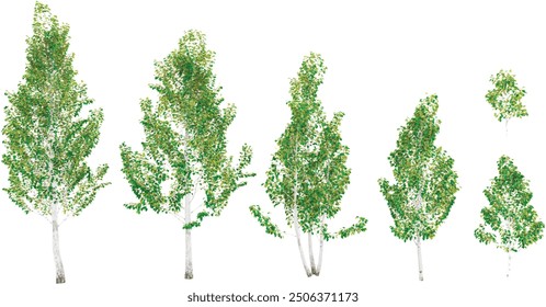 3d rendering of Himalayan birch trees on transparent background