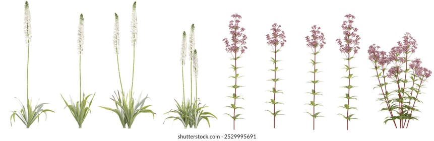 3d rendering of Himalayan Foxtail Lily,Eupatorium maculatum Plants on transparent background