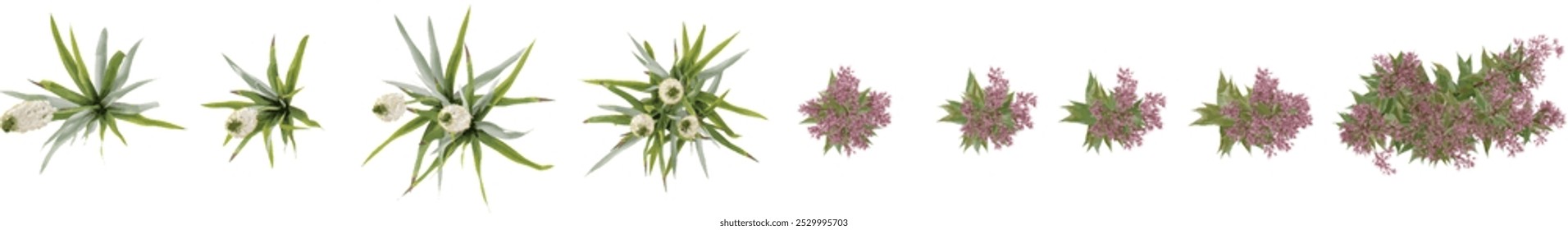 3d rendering of Himalayan Foxtail Lily,Eupatorium maculatum Plants on transparent background from top view